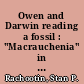 Owen and Darwin reading a fossil : "Macrauchenia" in a boney light